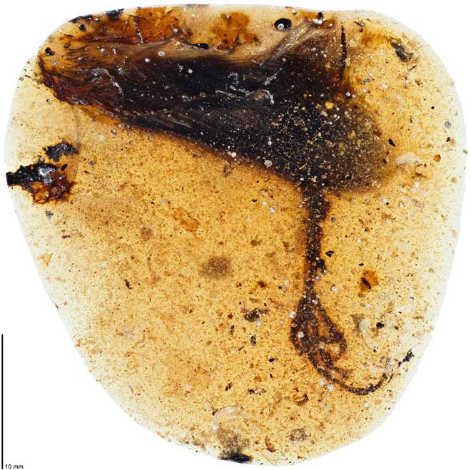 Picture 1 of Detecting fossil fossils strange 99 million years in amber