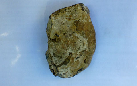 Picture 2 of Detecting fossil mountain crab intact in Ha Tinh