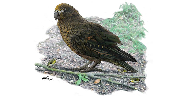 Picture 1 of Detecting fossils of the world's largest parrot species one meter high