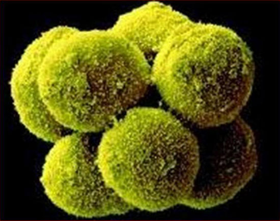 Picture 1 of Detecting genes that maintain male sex throughout life