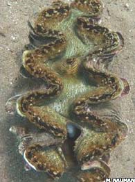 Picture 1 of Detecting giant clams in the Red Sea