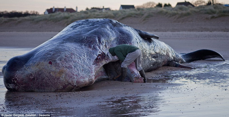 Picture 1 of Detecting giant whale carcasses in England