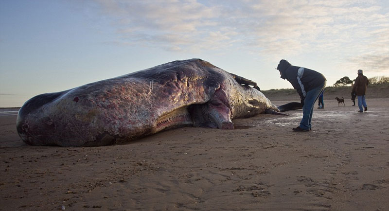 Picture 2 of Detecting giant whale carcasses in England