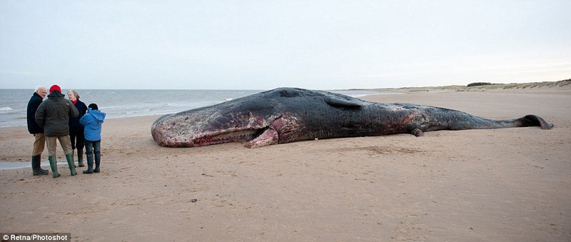 Picture 4 of Detecting giant whale carcasses in England
