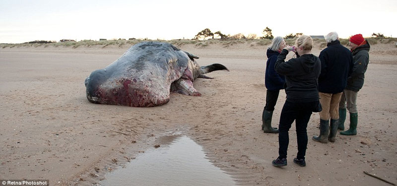 Picture 5 of Detecting giant whale carcasses in England