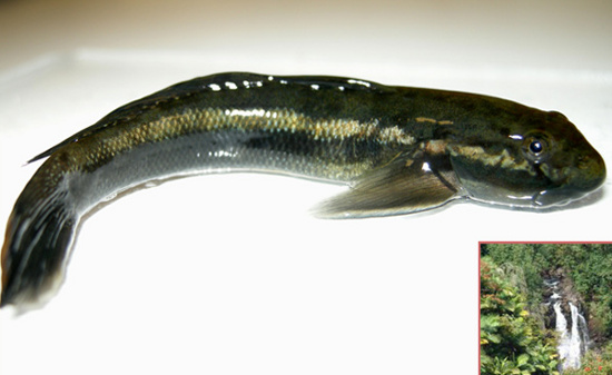 Picture 1 of Detecting goby fish 'swimming' against the waterfall