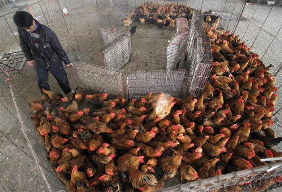 Picture 1 of Detecting H7N9 virus in Guangdong