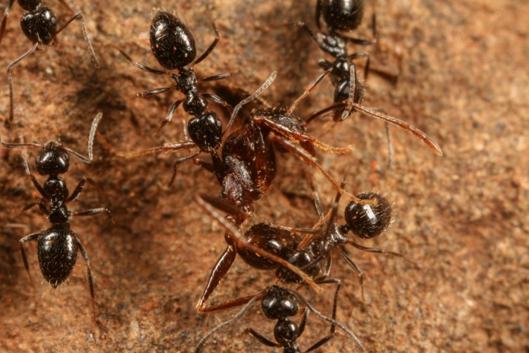 Detecting herds of super ants, the team stretches to 38km