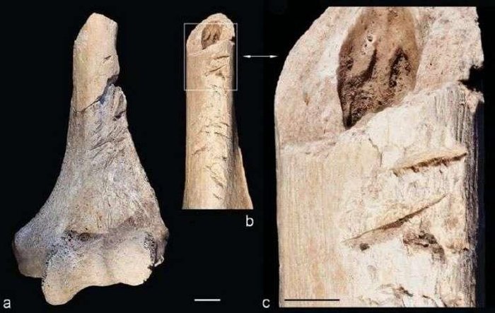Picture 2 of Detecting horrors of human violence 6,000 years ago