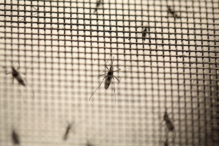 Picture 1 of Detecting how Zika virus causes small head disease