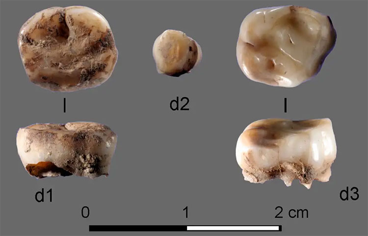 Picture 1 of Detecting ice age people in Siberia through milk teeth