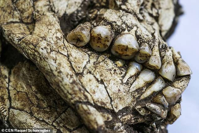 Picture 2 of Detecting intact 6,000-year-old skeleton under construction site