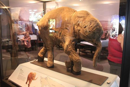 Picture 1 of Detecting intact mammoth corpses in the North Pole