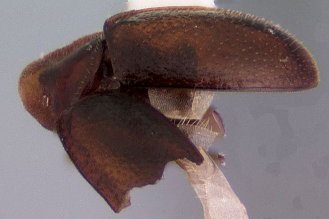 Picture 1 of Detecting Ladybirds 'Headless'