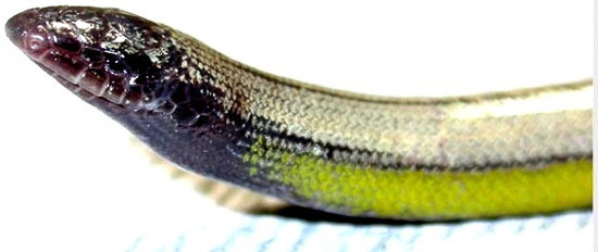 Picture 1 of Detecting lizards 'penguin limbs amputated'