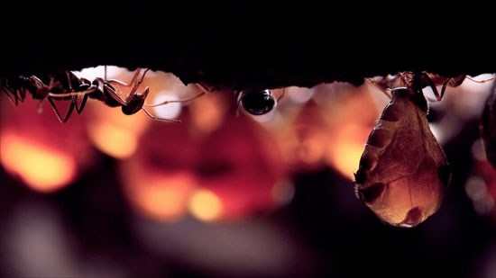 Picture 1 of Detecting many common queens in a group