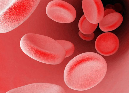 Picture 1 of Detecting molecule Bim cut blood supply nourishing cancer cells