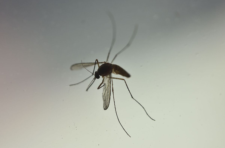 Picture 1 of Detecting mosquitoes often can also transmit Zika virus