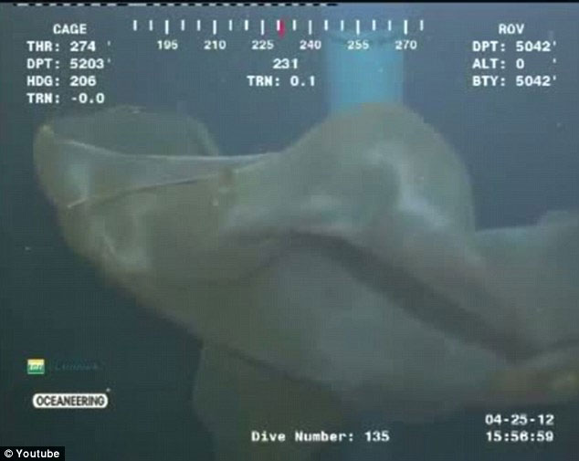 Picture 5 of Detecting mysterious super creatures on the seabed