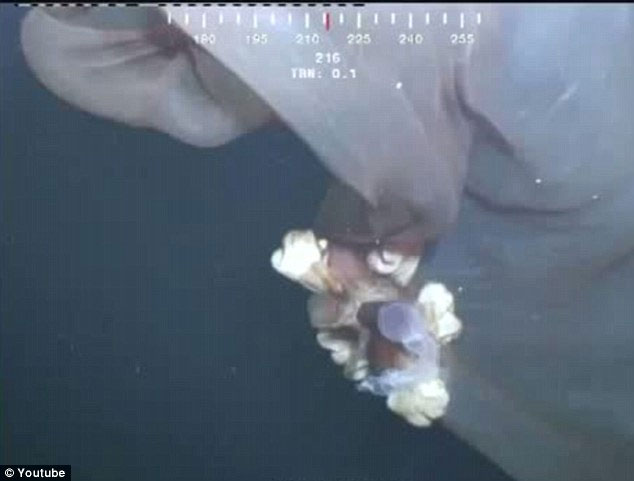 Picture 6 of Detecting mysterious super creatures on the seabed