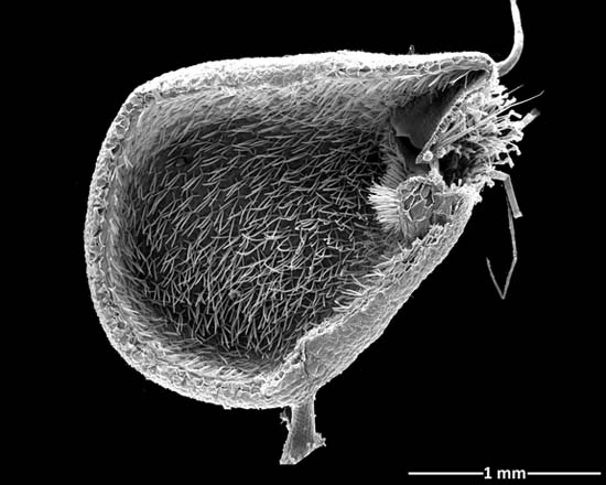 Picture 1 of Detecting new carnivorous plants