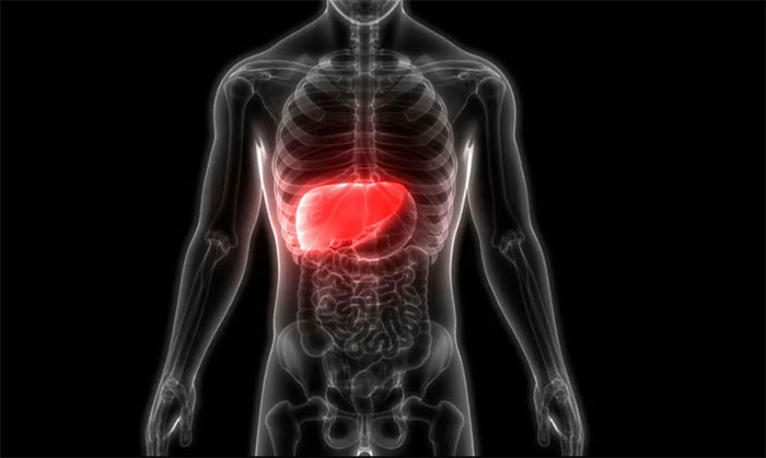 Picture 1 of Detecting new cells can regenerate the liver