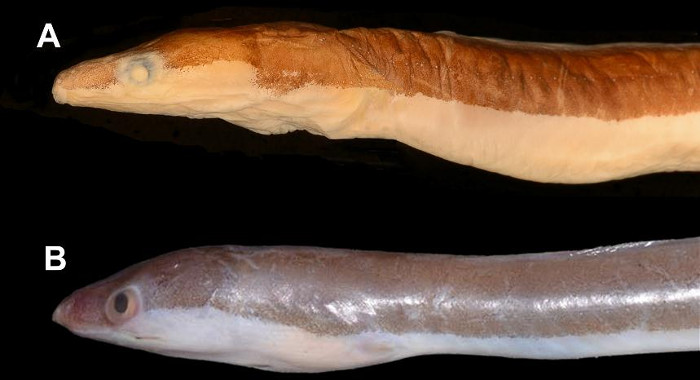 Picture 2 of Detecting new eel species of fake eel family (Chlopsidae)