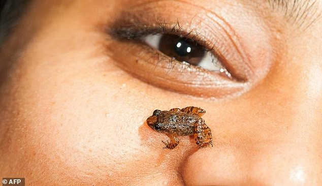 Picture 4 of Detecting new frogs 'tiny', excessively placed on nails