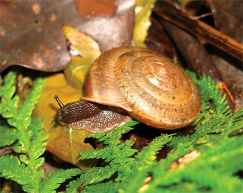 Picture 1 of Detecting new snails in Taiwan