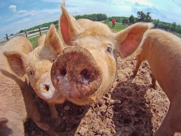 Picture 1 of Detecting pigs also know empathy as humans
