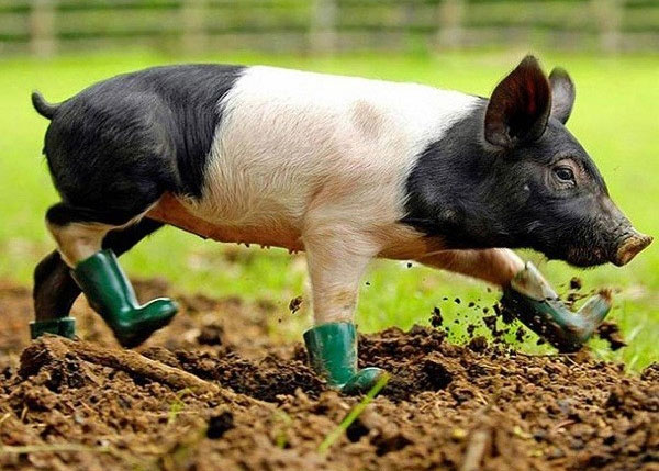 Picture 3 of Detecting pigs also know empathy as humans