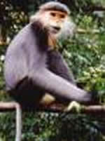 Picture 1 of Detecting populations of gray-shanked douc langur about 100 animals