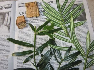 Picture 1 of Detecting populations of rare and precious conifer trees