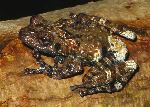Picture 1 of Detecting rare amphibian reptiles in Quang Ngai