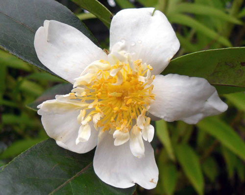 Picture 5 of Detecting rare and precious lilies
