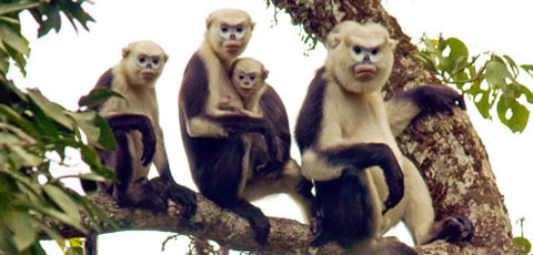 Picture 1 of Detecting rare and precious snub-nosed monkeys in Ha Giang