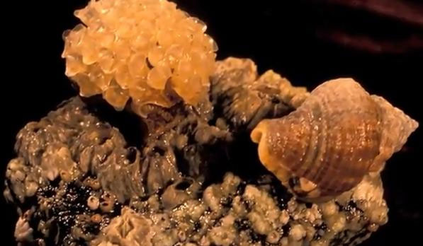 Picture 1 of Detecting sea snail species raising children 'enemy'