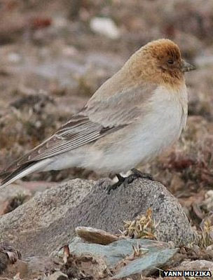 Detecting Sillem mountain finches after more than 80 years missing images 1