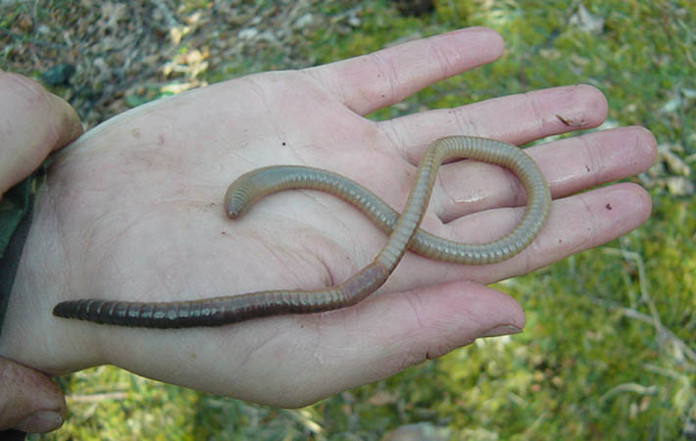 Picture 1 of Detecting small snake-like earthworm in Scotland