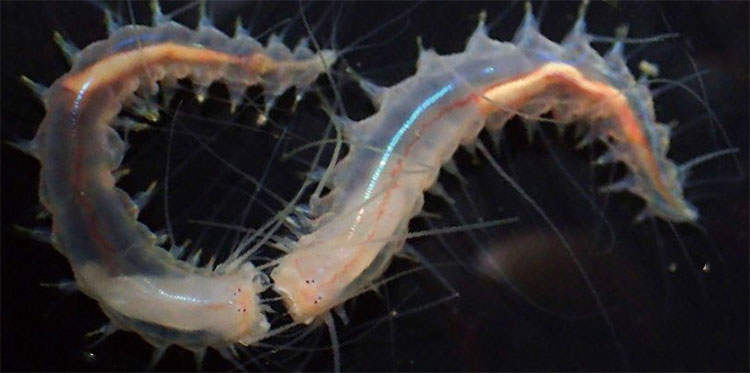 Picture 1 of Detecting small worms that have the ability to emit the largest sound on the ocean
