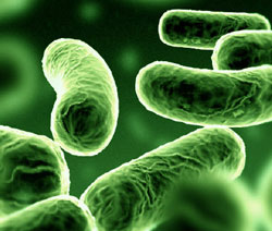Picture 1 of Detecting some skin bacteria against ulcers