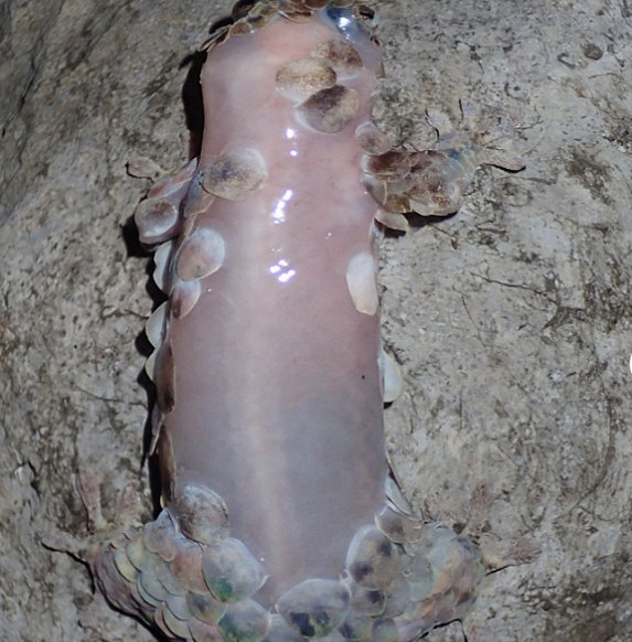 Picture 2 of Detecting species of geckos stripped like fish, reddish like mice