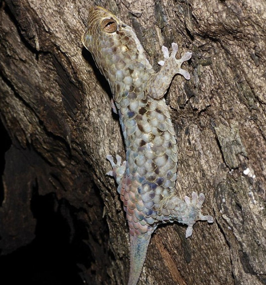 Picture 3 of Detecting species of geckos stripped like fish, reddish like mice