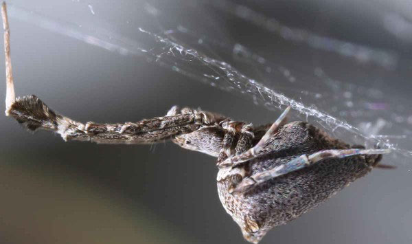 Picture 1 of Detecting spiders can cause 'electric shock'