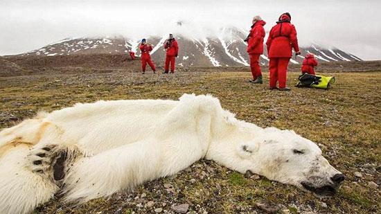 Picture 1 of Detecting starving polar bears