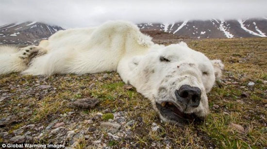 Picture 2 of Detecting starving polar bears