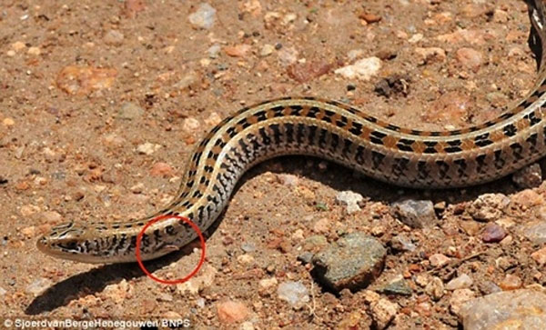 Picture 1 of Detecting strange creatures half a snake lizard half