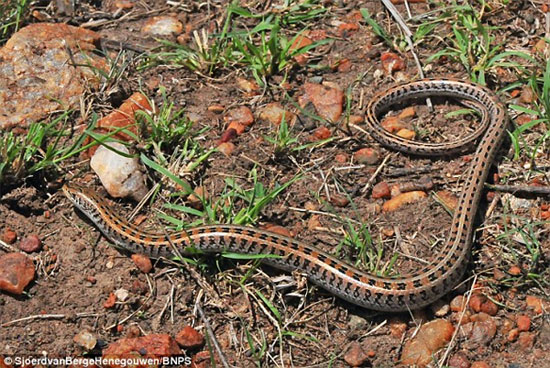 Picture 2 of Detecting strange creatures half a snake lizard half