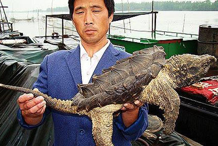 Picture 1 of Detecting strange creatures in China