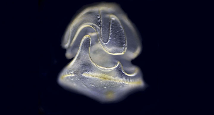 Picture 1 of Detecting strange creatures whose heads do not have bodies